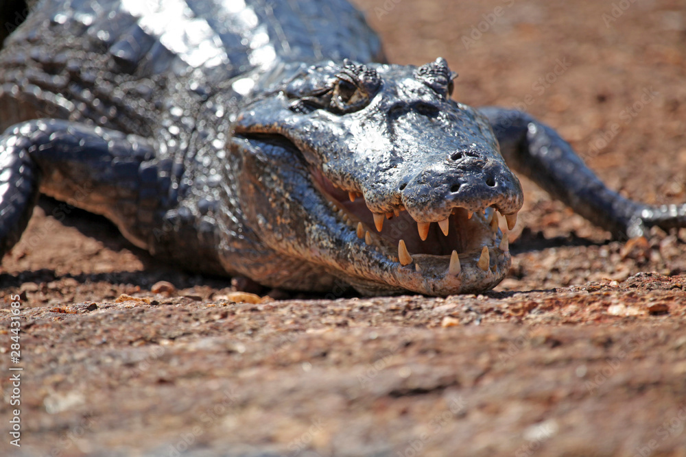 Obraz premium Brazil, Pantanal. Caiman comes ashore at the riverbank in the Caiman Ecological Reserve at the Pantanal.