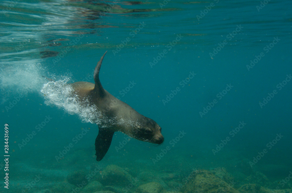Obraz premium Galapagos sealion (Zalophus wollebaeki) underwater Espaola or Hood Island, Galapagos Islands Ecuador.