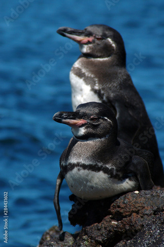 Galapagos Islands  Ecuador. Galapagos Penguins.