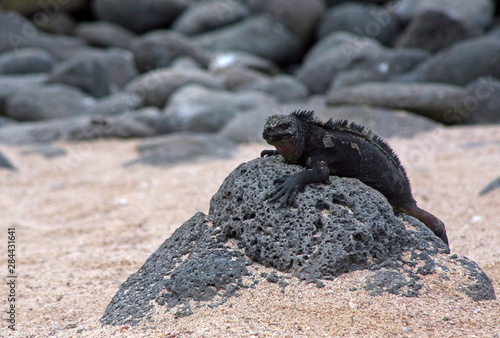 Ecuador, Galapagos Islands. Black Iguana on lava rock.