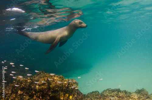Galapagos Sea lion (Zalophus wollebaeki) underwater, Galapagos, Ecuador.