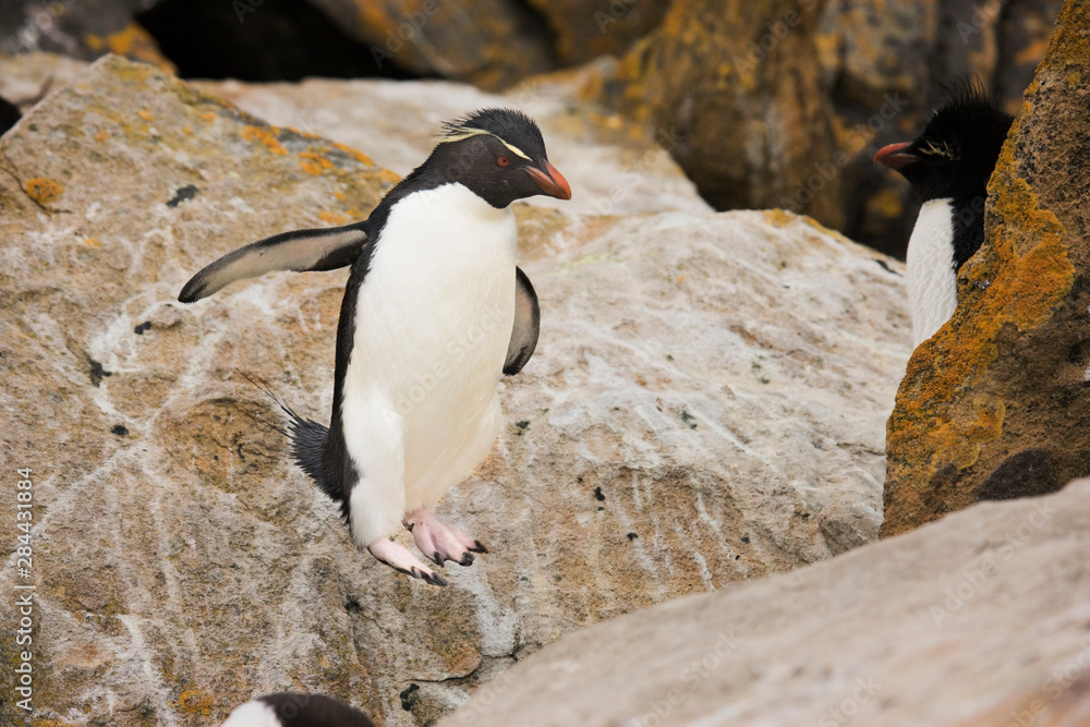 Fototapeta premium South Atlantic, Falkland Islands, New Island. Rockhopper penguin in midair while hopping onto boulder. 