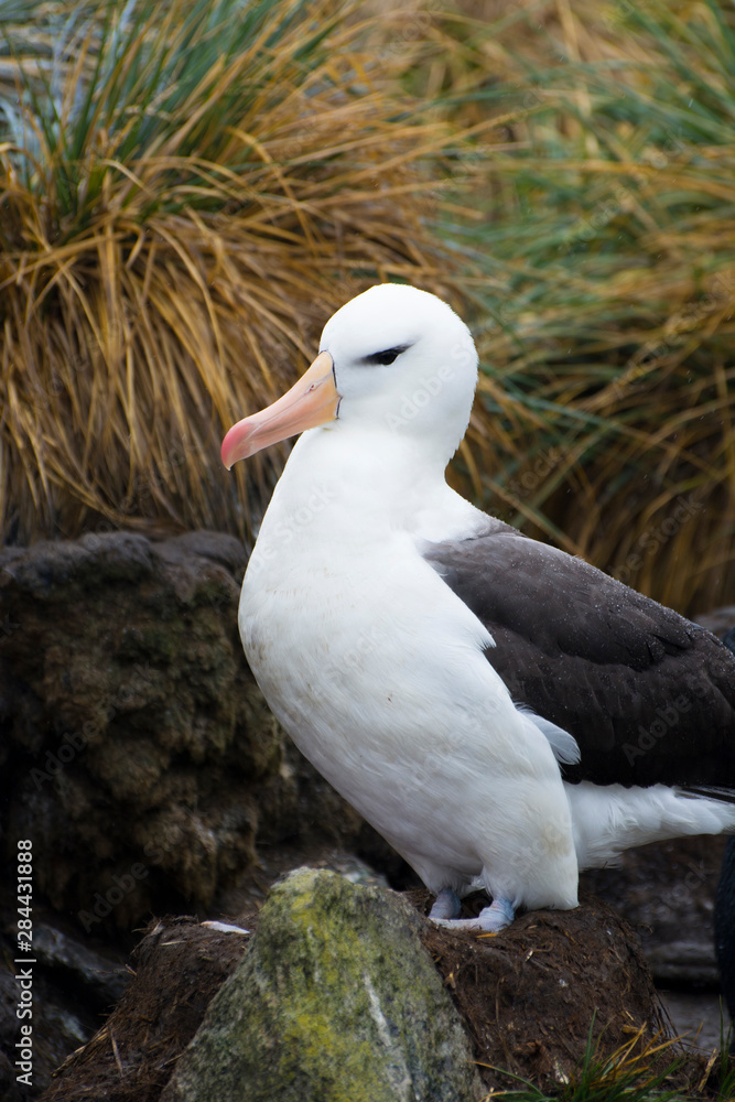 Obraz premium Falkland Islands. West Point Island. Black-browed albatross (Thalassarche melanophrys).