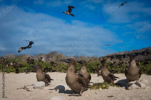 Red-footed Booby (Sula sula websteri) juvenile Galapagos Islands, Ecuador, Endemic Subspecies photo