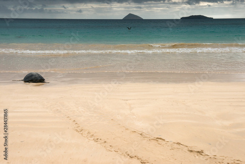 Galapagos Green Sea Turtle (Chelonia mydas agassizi) Nesting Female. Floreana Island, Galapagos Islands, Ecuador, Endemic Subspecies photo