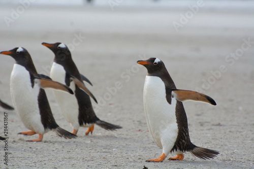 Falkland Islands. Saunders Island. Gentoo penguins  Pygoscelis papua 