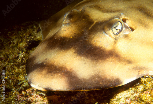 Shovelnose Ray, Baja, Sea of Cortez near Loreto photo