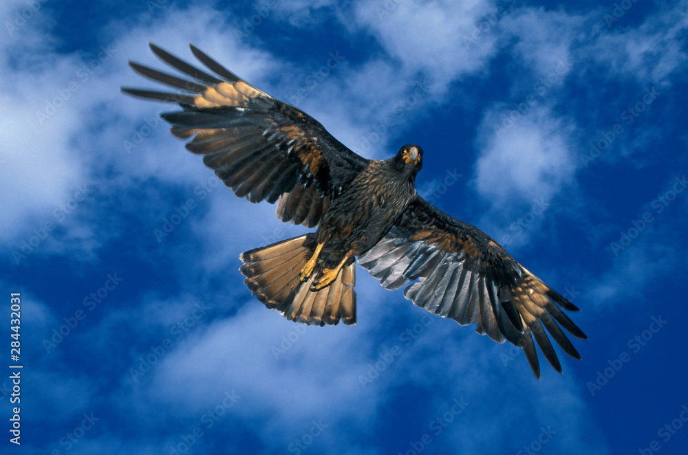 Obraz premium Striated Caracara or Johnny Rook (Phalcoboenus australis) in flight, FALKLAND ISLANDS