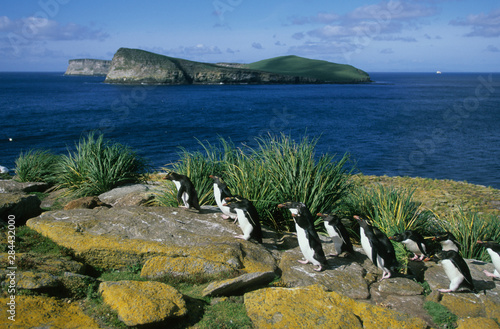 Принти на полотні Rockhopper Penguins, (Eudyptes chrysocome), return to colony, New Island, Falkland Islands