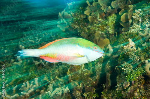 Fototapeta Naklejka Na Ścianę i Meble -  Juvenile Parrotfish, Caribbean Scuba Diving, Roatan, Bay Islands, Honduras, Central America