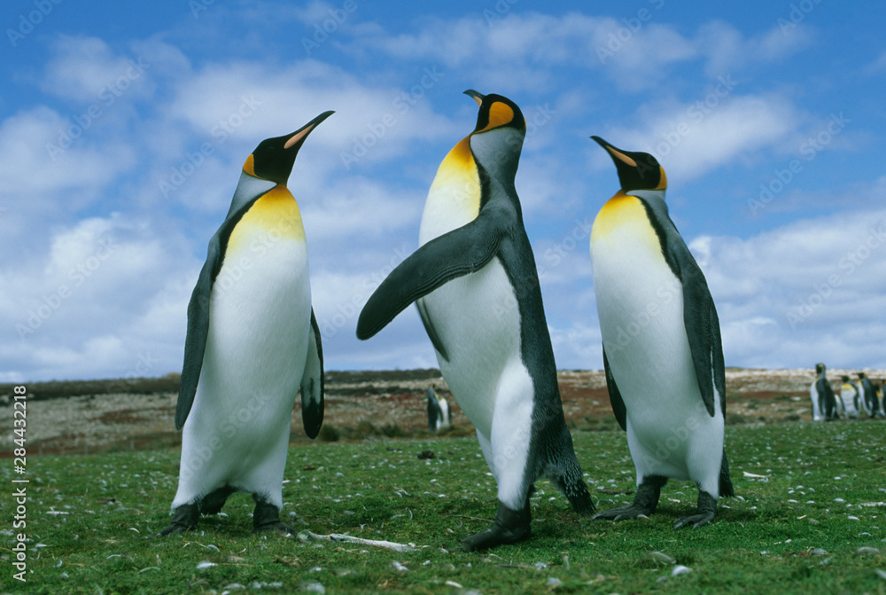 Fototapeta premium King Penguins, (Aptenodytes patagonicus), Volunteer Point, Falkland Islands.