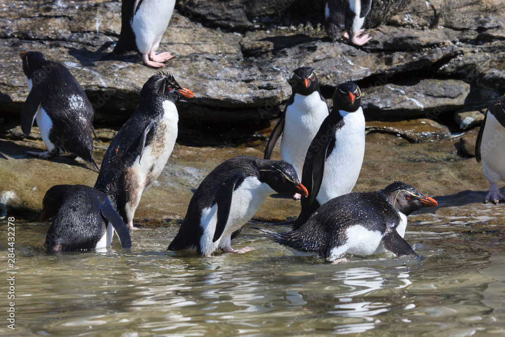 Fototapeta premium Rockhopper Penguin. West Point Island. Falkland Islands.