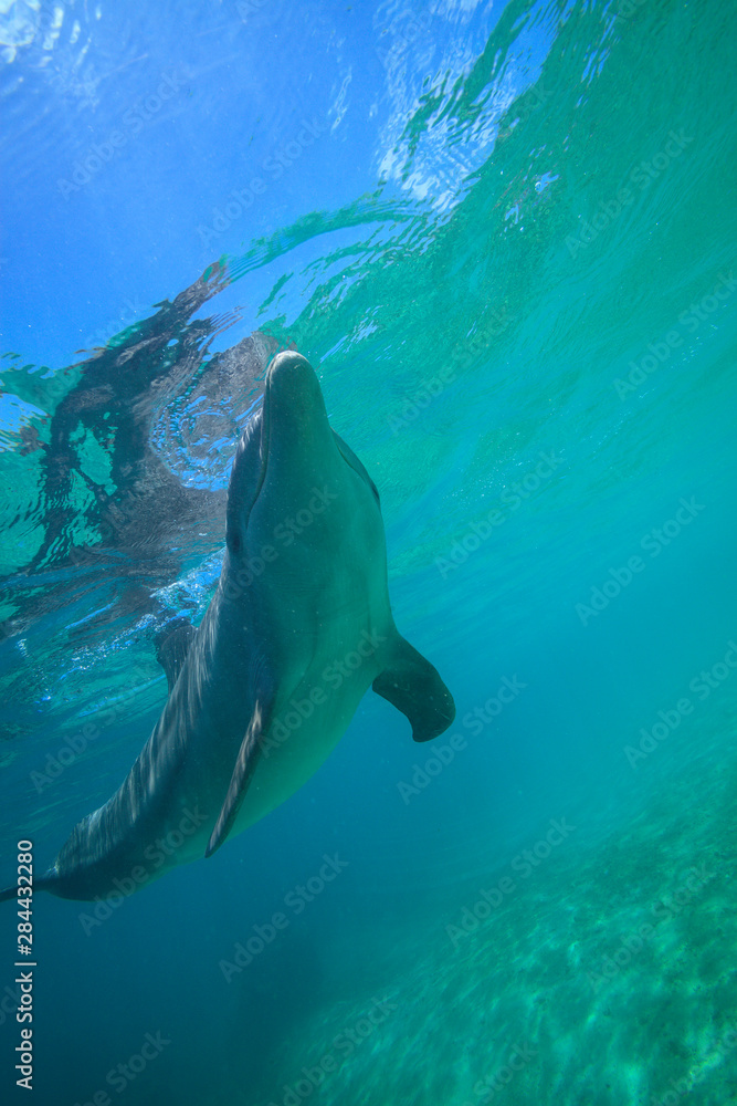 Obraz premium Underwater view of Bottlenose Dolphin (Tursiops Truncatus), Roatan, Bay Islands, Honduras