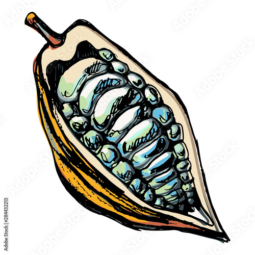 Open cocoa bead pod. Hand drwan colorful sketch.