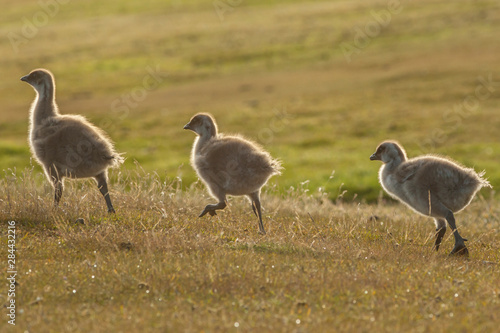 Falkland Islands, Bleaker Island. Upland goose goslings. Credit as: Cathy & Gordon Illg / Jaynes Gallery / DanitaDelimont.com