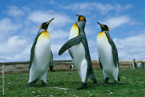 King Penguins   Aptenodytes patagonicus   Volunteer Point  Falkland Islands.