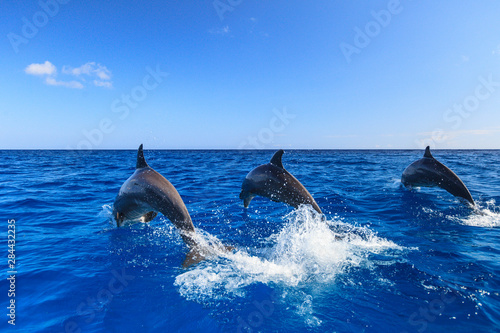 Bottlenose Dolphins (Tursiops Truncatus), Caribbean Sea, Roatan, Bay Islands, Honduras