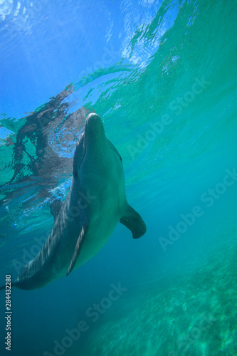 Underwater view of Bottlenose Dolphin (Tursiops Truncatus), Roatan, Bay Islands, Honduras
