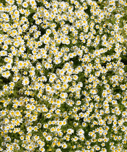 Chamomile flowers. Pharmaceutical camomile. Medicinal plant chamomile, flowering. photo