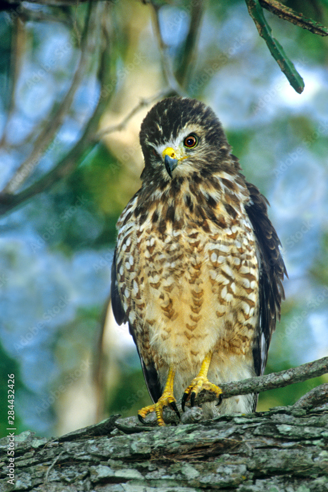Mexico, Tamaulipas State. Portrait of roadside hawk perched in tree. Mexico, Tamaulipas State. Portrait of roadside hawk perched in tree.