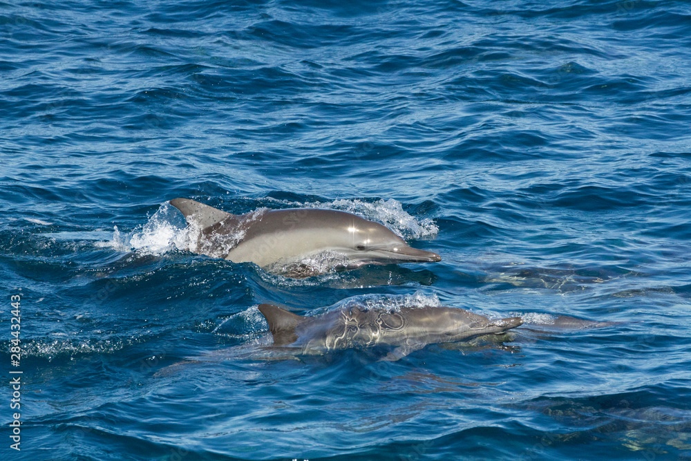 Fototapeta premium Common dolphin. Baja California, Sea of Cortez, Mexico.