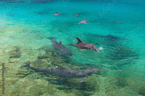 Bottlenose Dolphins  Tursiops Truncatus   Caribbean Sea  Roatan  Bay Islands  Honduras