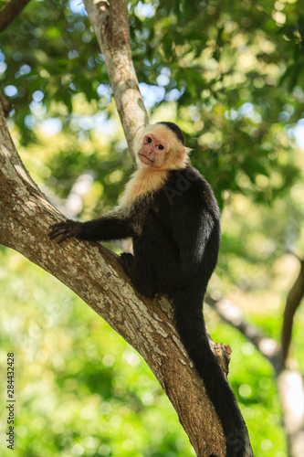 White-faced Capuchin Monkey (Cebus capucinus), native to Central America. Roatan, Bay Islands, Honduras, Central America