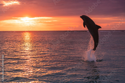 Bottlenose Dolphins  Tursiops Truncatus  Caribbean Sea  near Roatan  Honduras