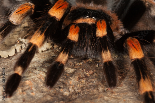 Mexico. Close-up of red knee tarantula. 