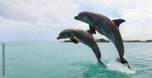 Vászonkép Bottlenose Dolphins (Tursiops Truncatus), Caribbean Sea, Roatan, Bay Islands, Ho
