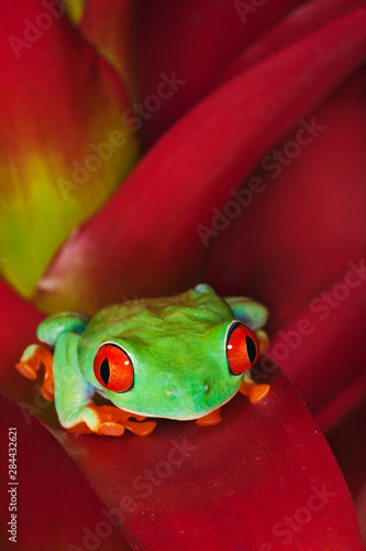 Panama. Red-eyed tree frog on bromeliad flower.  photo