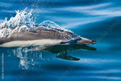 North America, Sea of Cortez. Close-up of long-beaked dolphin porpoising through glassy water. photo