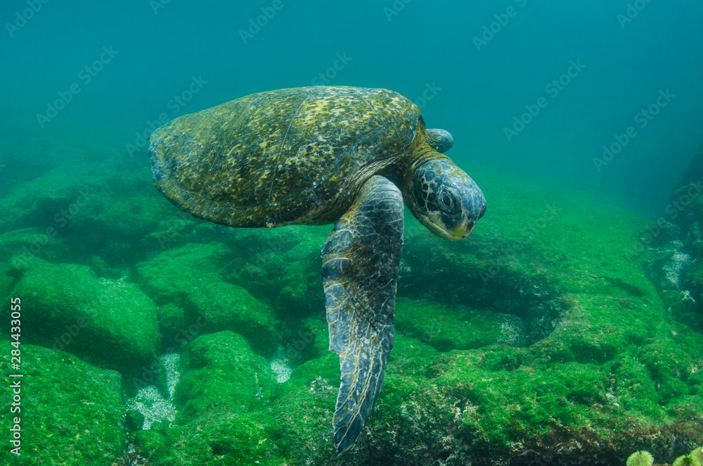 Obraz premium Galapagos Green Sea Turtle (Chelonia mydas agassizi) underwater, Galapagos Islands, Ecuador, Endemic Subspecies
