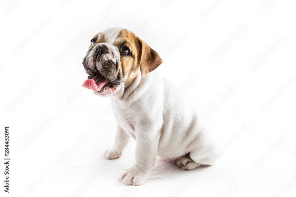 Puppy bulldog dog with white background