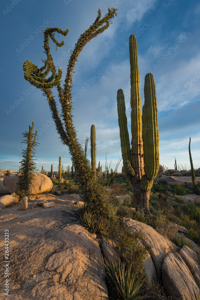 Baja California, Mexico. Early morning light on Boojum Tree and Cardon Cactus near Catavina