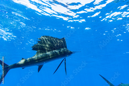 Sailfish (Istiophorus albicans) feeding on Brazilian Sardines (Sardinella brasiliensis) about 10 miles offshore from Isla Mujeres, Yucatan Peninsula, Mexico