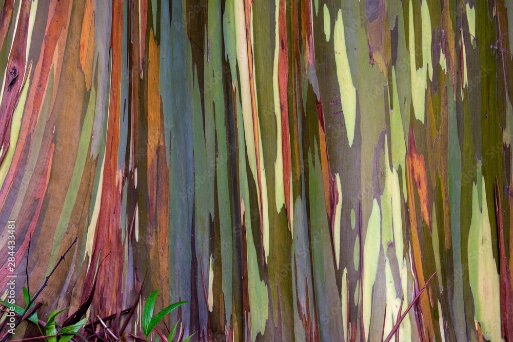 Rainbow eucalyptus tree bark Rainbow eucalyptus tree bark