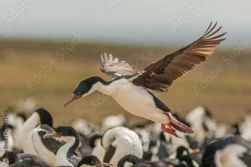 Falkland Islands, Bleaker Island. Imperial shag lands in nesting colony. Credit as: Cathy & Gordon Illg / Jaynes Gallery / DanitaDelimont.com photo
