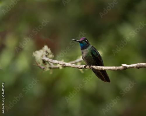 Costa Rica, hummingbird, perched