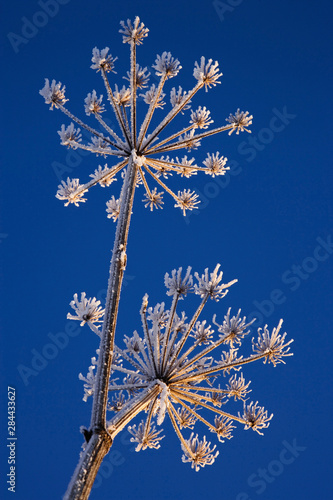 Skyward view of Cow Parsnip in winter covered in morning frost, Homer, Alaska