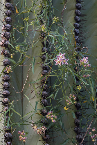 Baja California, Mexico. Climbing Milkweed (Funastrum cynanchooides) blossoming on Cordon Cactus