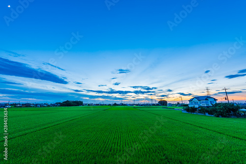夕方の水田 Rice Fields, Japan.
