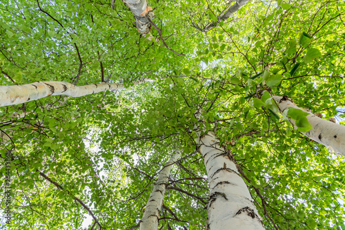 USA, Alaska. Paper birch trees. Credit as: Don Paulson / Jaynes Gallery / DanitaDelimont.com photo