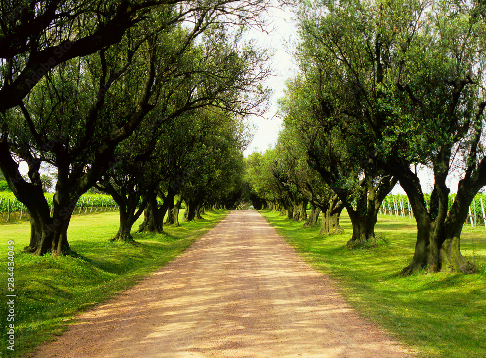 Fototapeta premium Uruguay; CanelonesEntrance to traditional family winery.