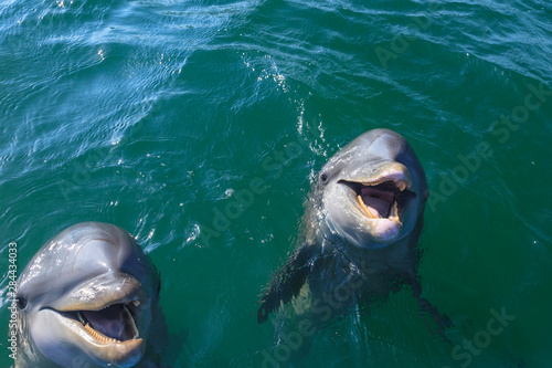 Bottlenose Dolphins (Tursiops Truncatus) Roatan, Honduras