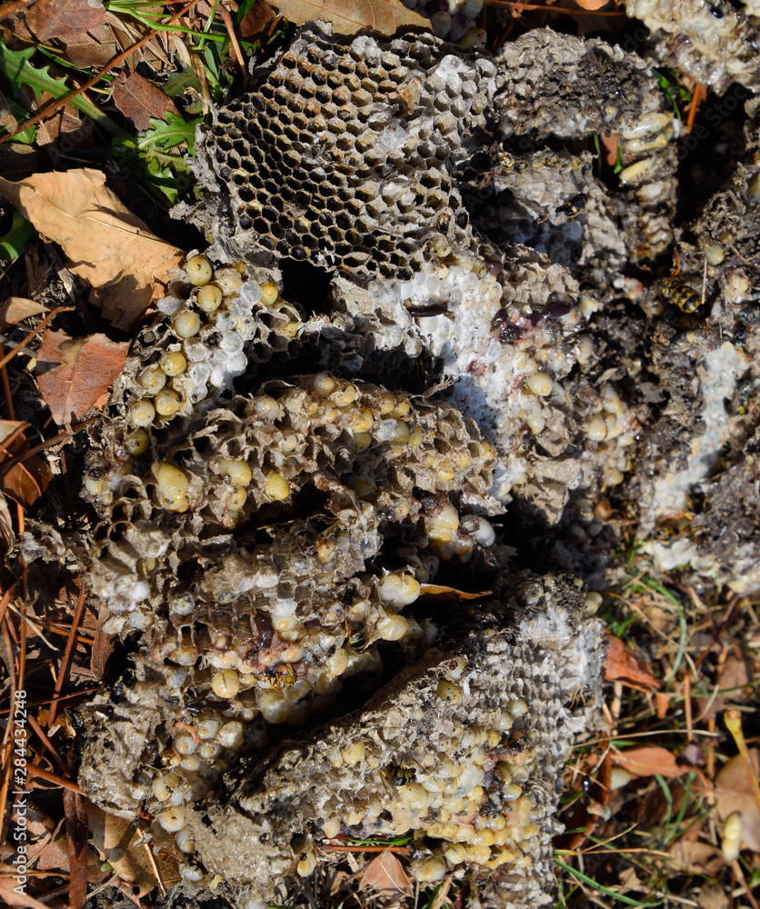 Destroyed hornet's nest. Drawn on the surface of a honeycomb hor Destroyed hornet's nest. Drawn on the surface of a honeycomb hor