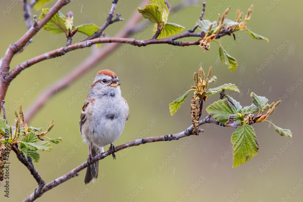 Obraz premium American Tree Sparrow Singing