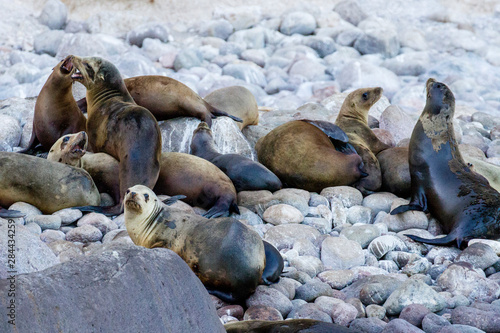 California Sea Lion. Isla San Pedro Martir. Baja California, Sea of Cortez, Mexico.