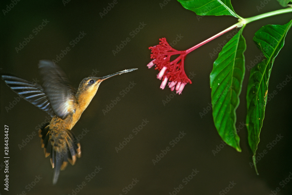 Fototapeta premium Hummingbird, Needle-billed Hermit (Phaethornis phillippi) feeding at flower, Lake Sandoval, Amazonia, SE PERU