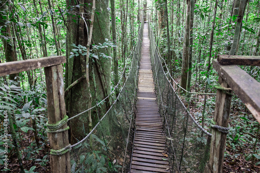 One of a number of bridges crossing over the jungle forest in the Amazon Natural Park. One of a number of bridges crossing over the jungle forest in the Amazon Natural Park.